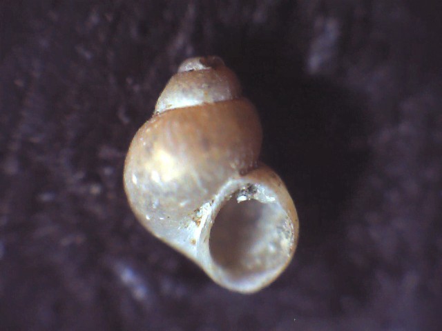 Pauluccia minima ?